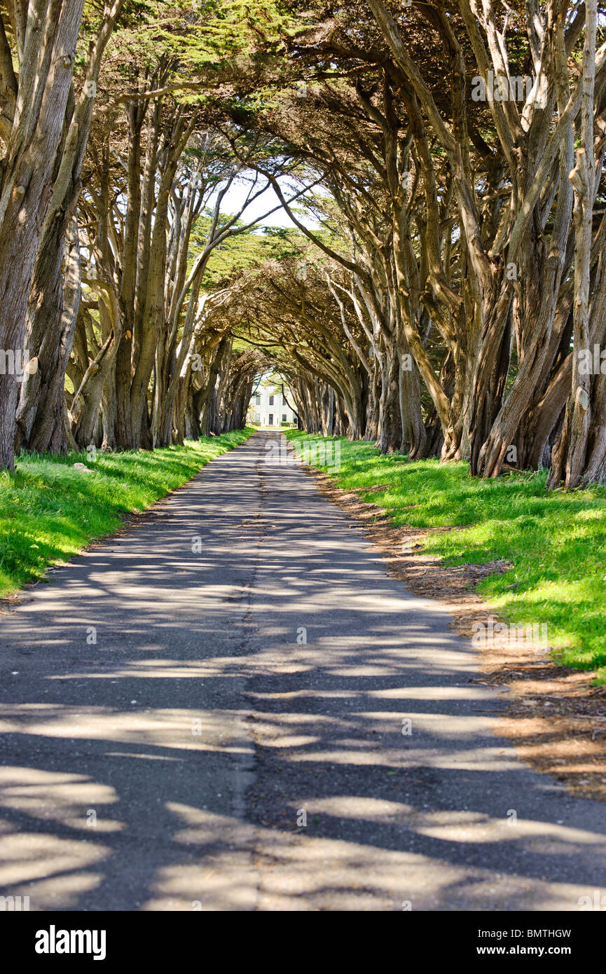 A cypress tree tunnel lines the drive to the historic RCA radio station at  the Point Reyes National Seashore Stock Photo - Alamy