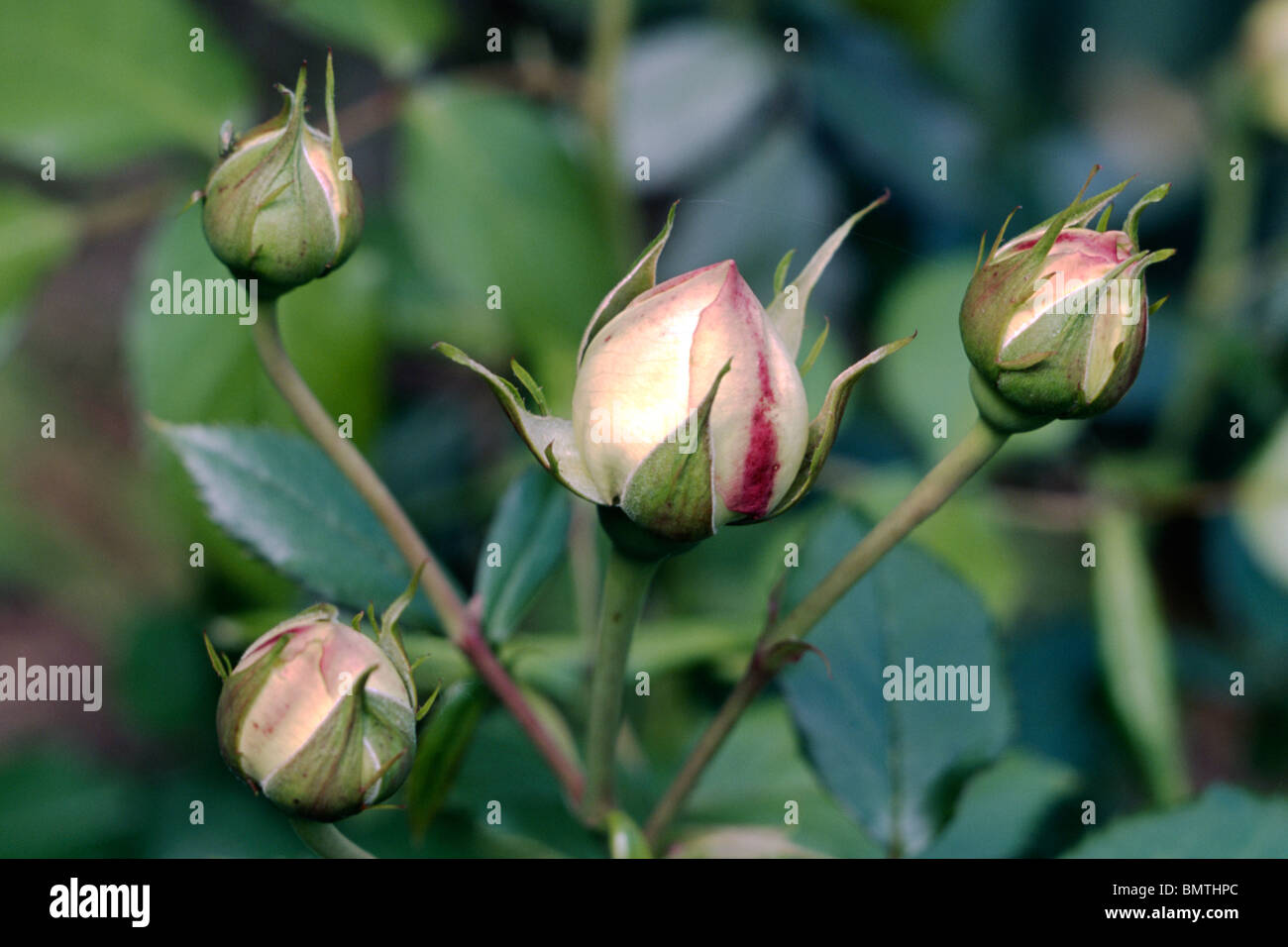 Best Buds Roses Spring rose flower buds hi-res stock photography and images - Alamy