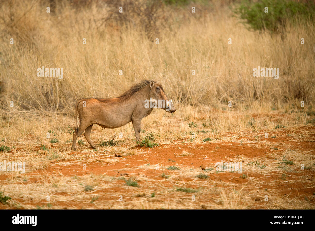 Warthog in its natural environment, Namibia Stock Photo