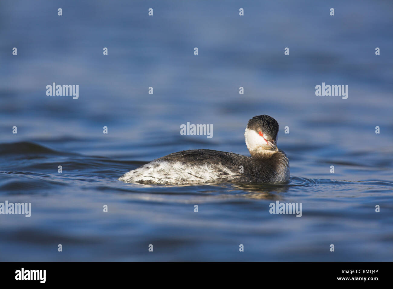 Slavonian Grebe Podiceps auritus adult winter at Grimley Gravel Pits ...