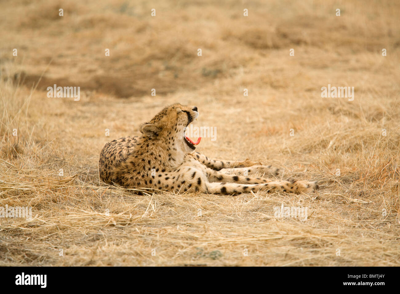 Young Cheetah, Namibia Stock Photo