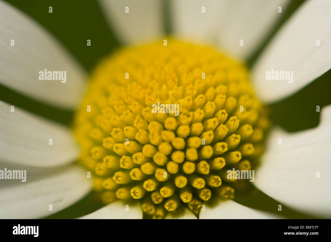 Ox-eye daisy, Leucanthemum vulgare, Britanny. France, Europe Stock Photo