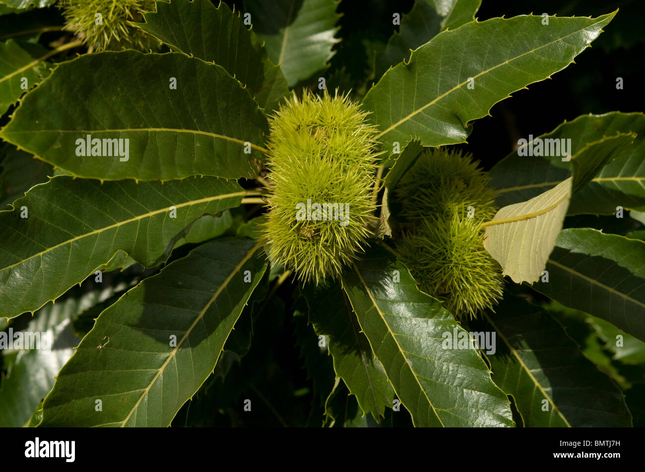 Sweet chestnut, Castanea sativa; Brittany, France, Europe Stock Photo