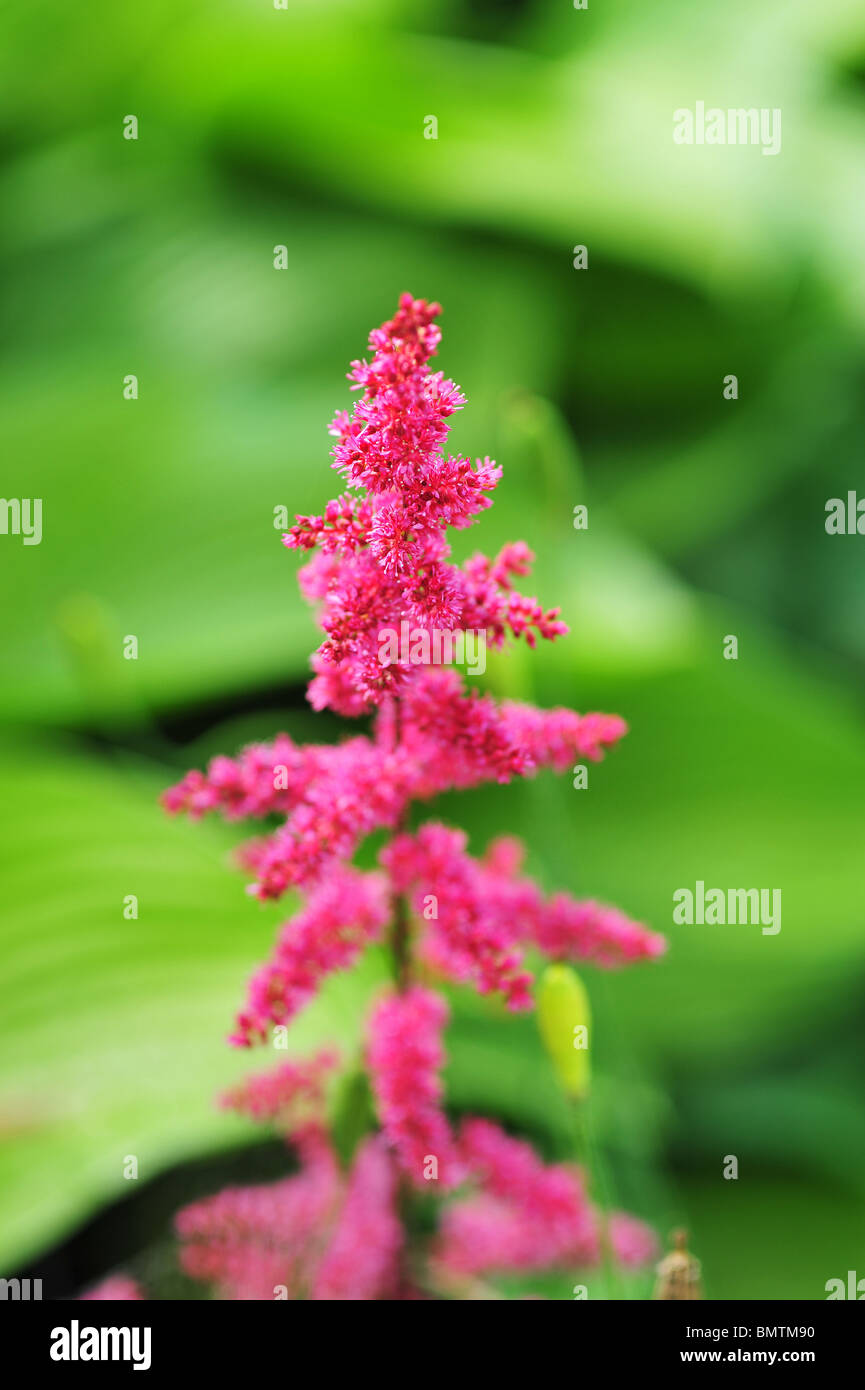 Astilbe Arendsii Fanal Stock Photo