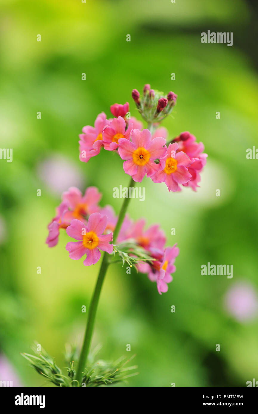 Primula bulleyana (a species of Primula, one of group known as candelabra primroses) Stock Photo