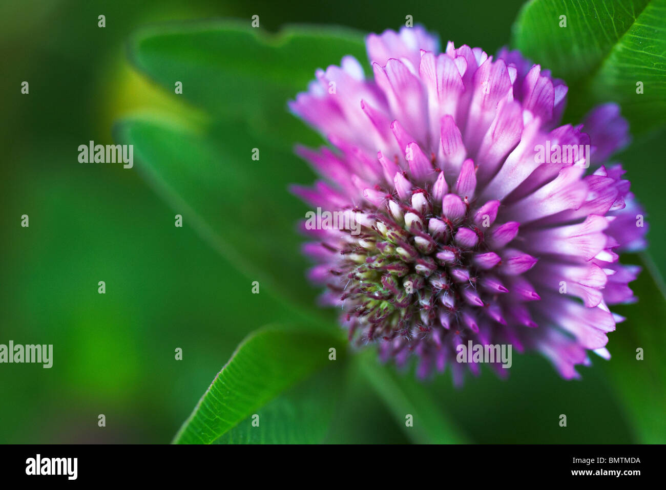 Red Clover, Trifolium pratense Stock Photo