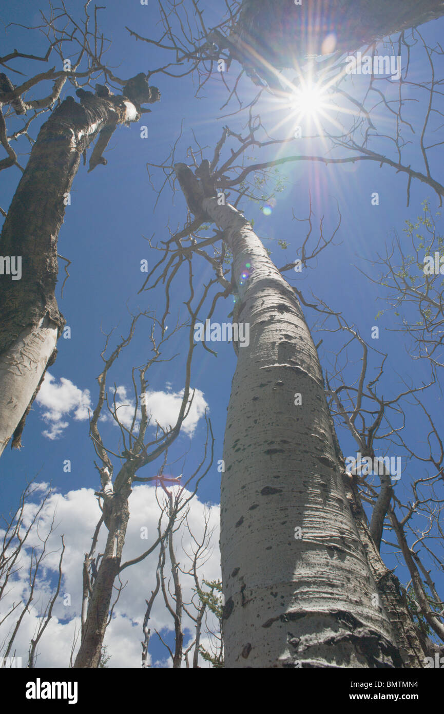 A shining sun illuminates the aspen trees in the White Mountain Wilderness, Lincoln National Forest, near Ruidoso, New Mexico. Stock Photo