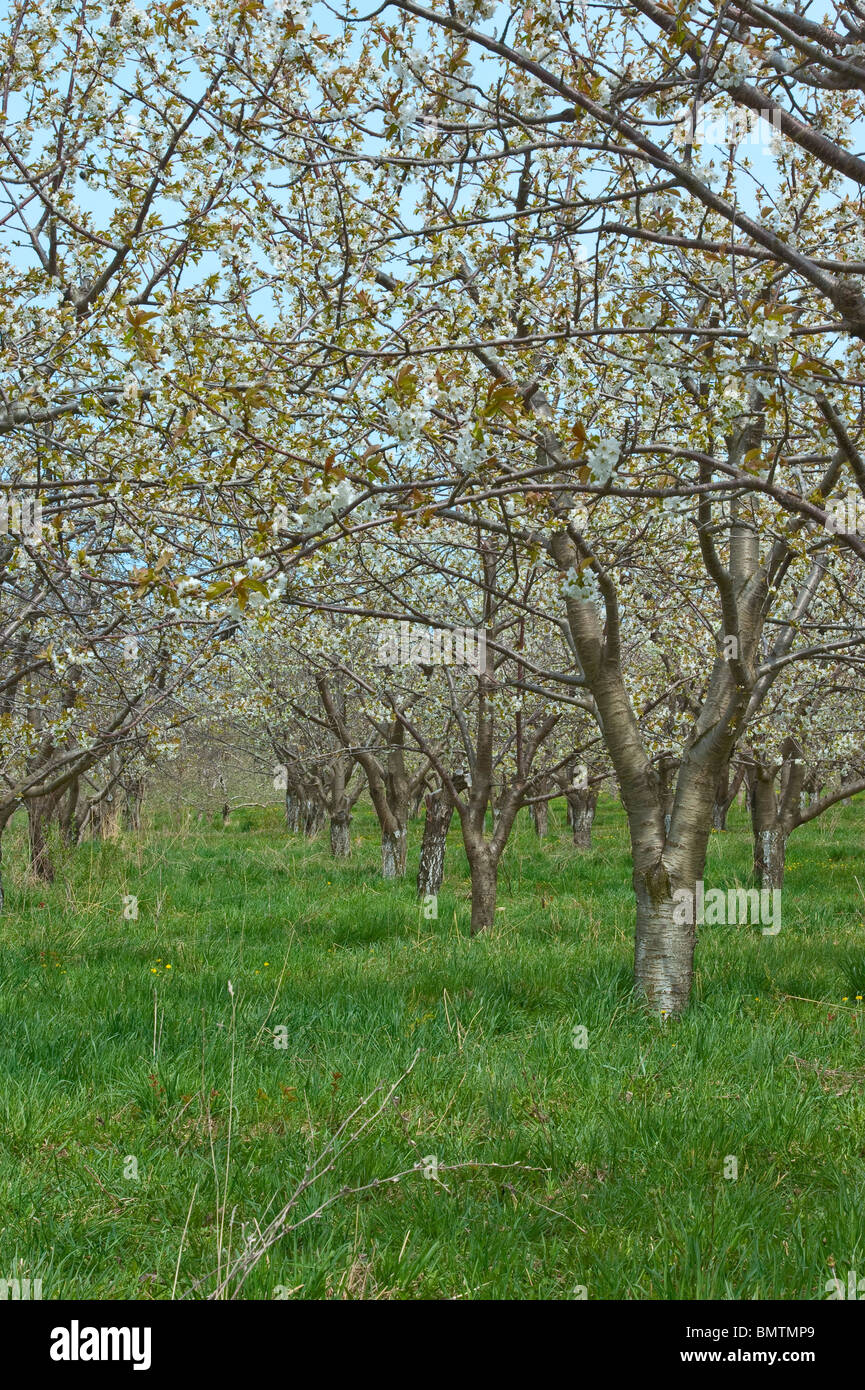 Cherry Orchard Usa High Resolution Stock Photography and Images Alamy