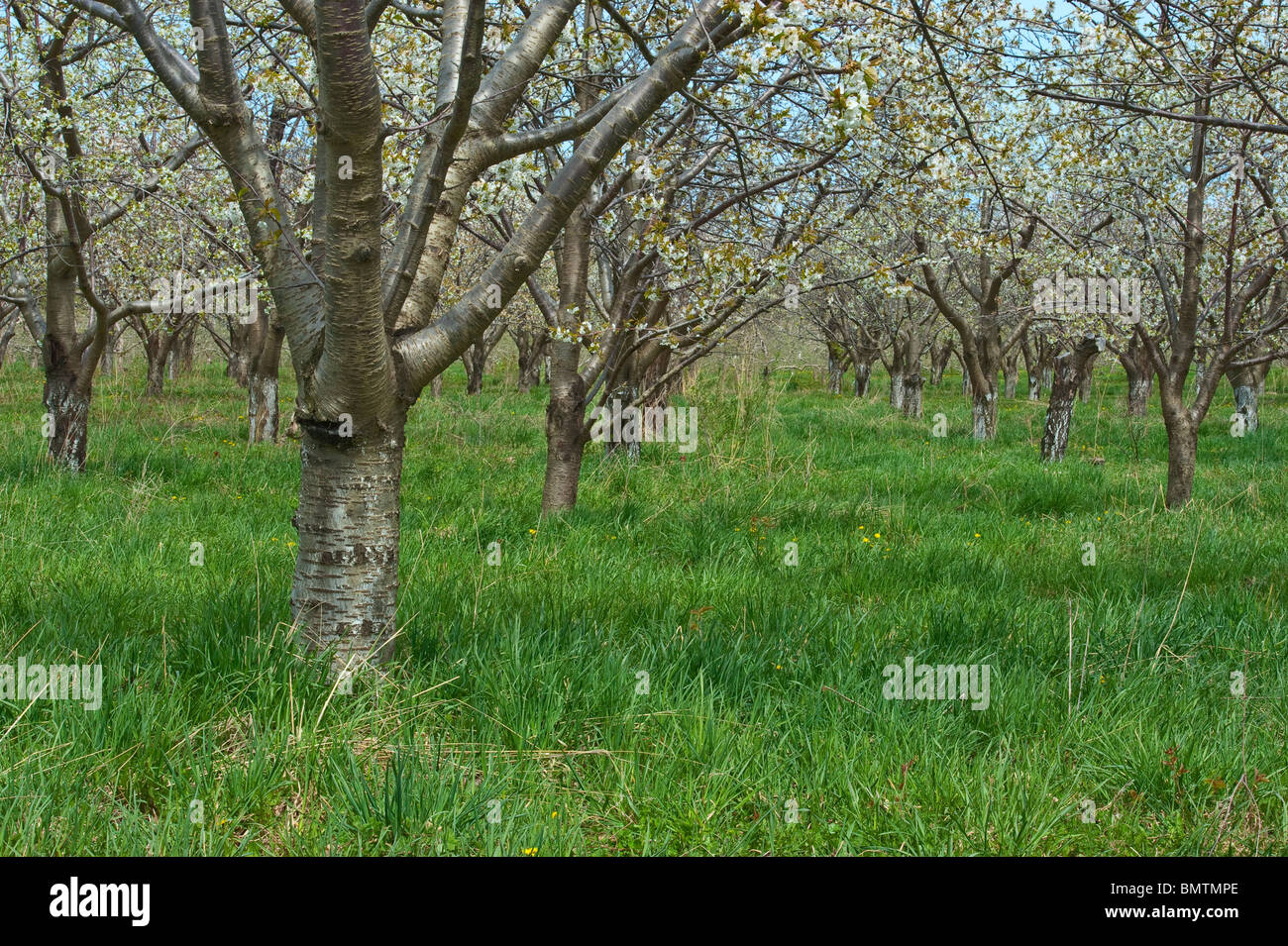 Spring cherry blossoms in Mason county, Michigan orchards Stock Photo