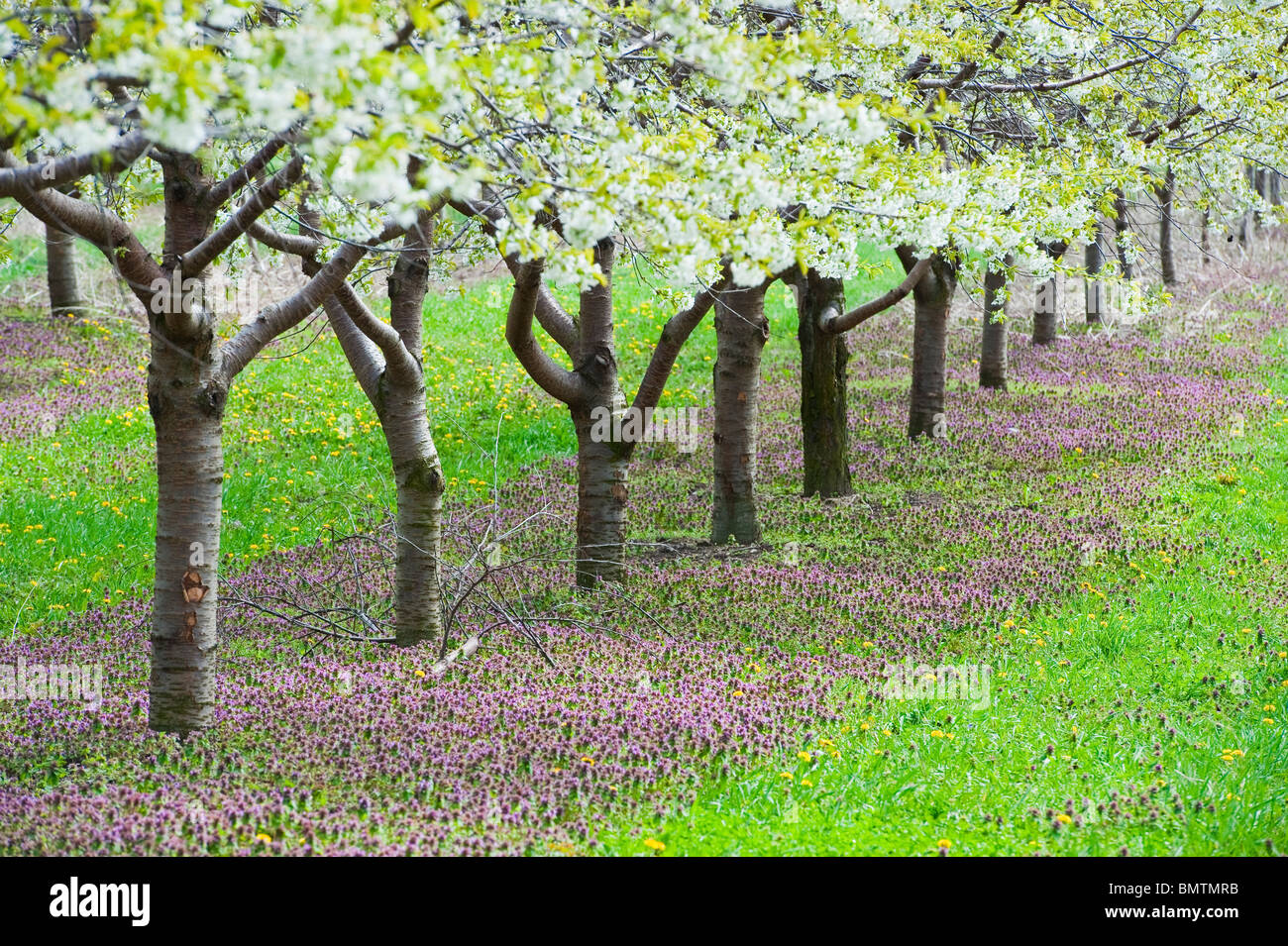 Spring cherry blossoms in Mason county, Michigan orchards Stock Photo