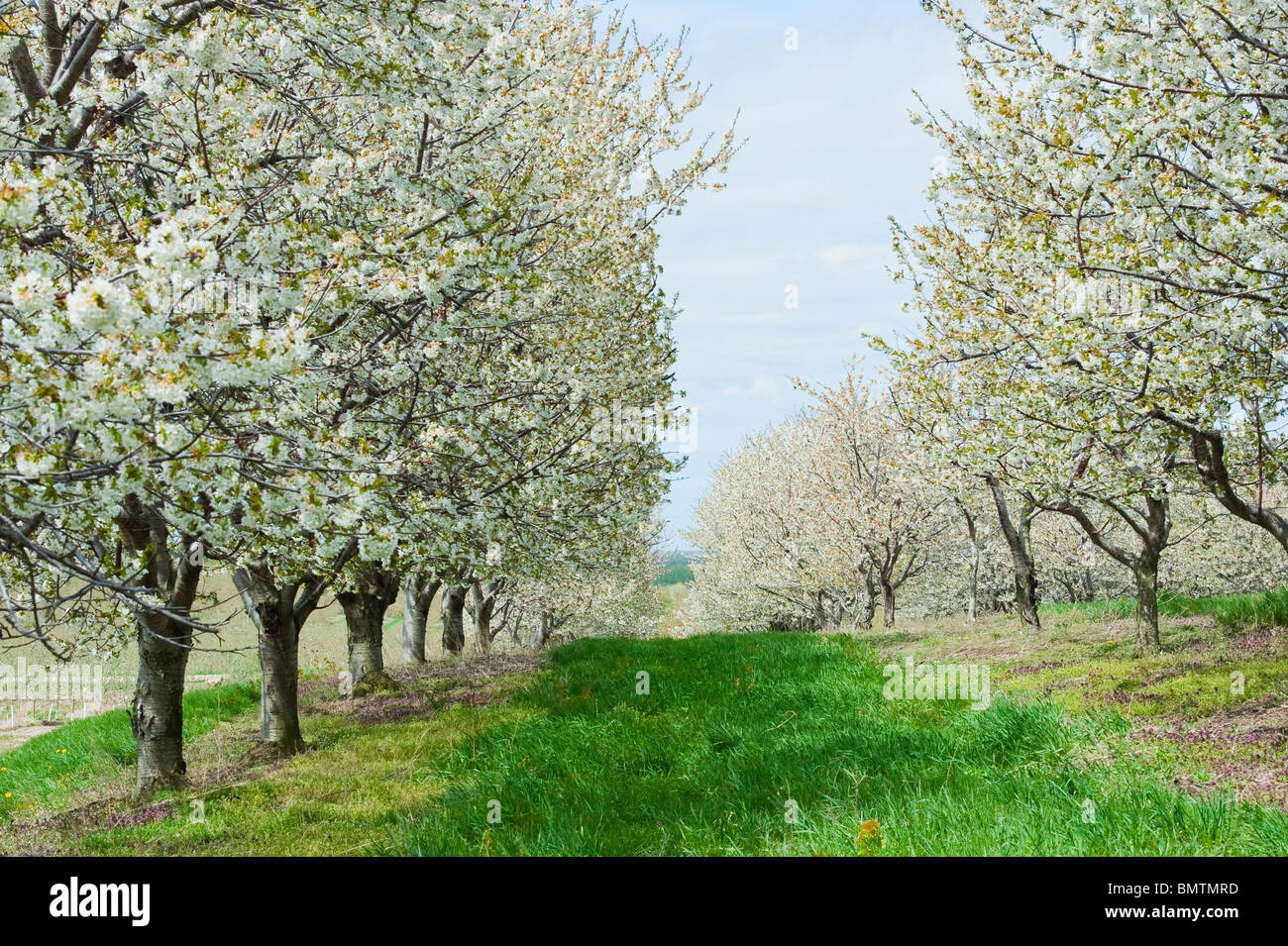 Spring cherry blossoms in Mason county, Michigan orchards.  Photography by Jeffrey Wickett, NorthLight Photography.  https://northlight.blog/ Stock Photo