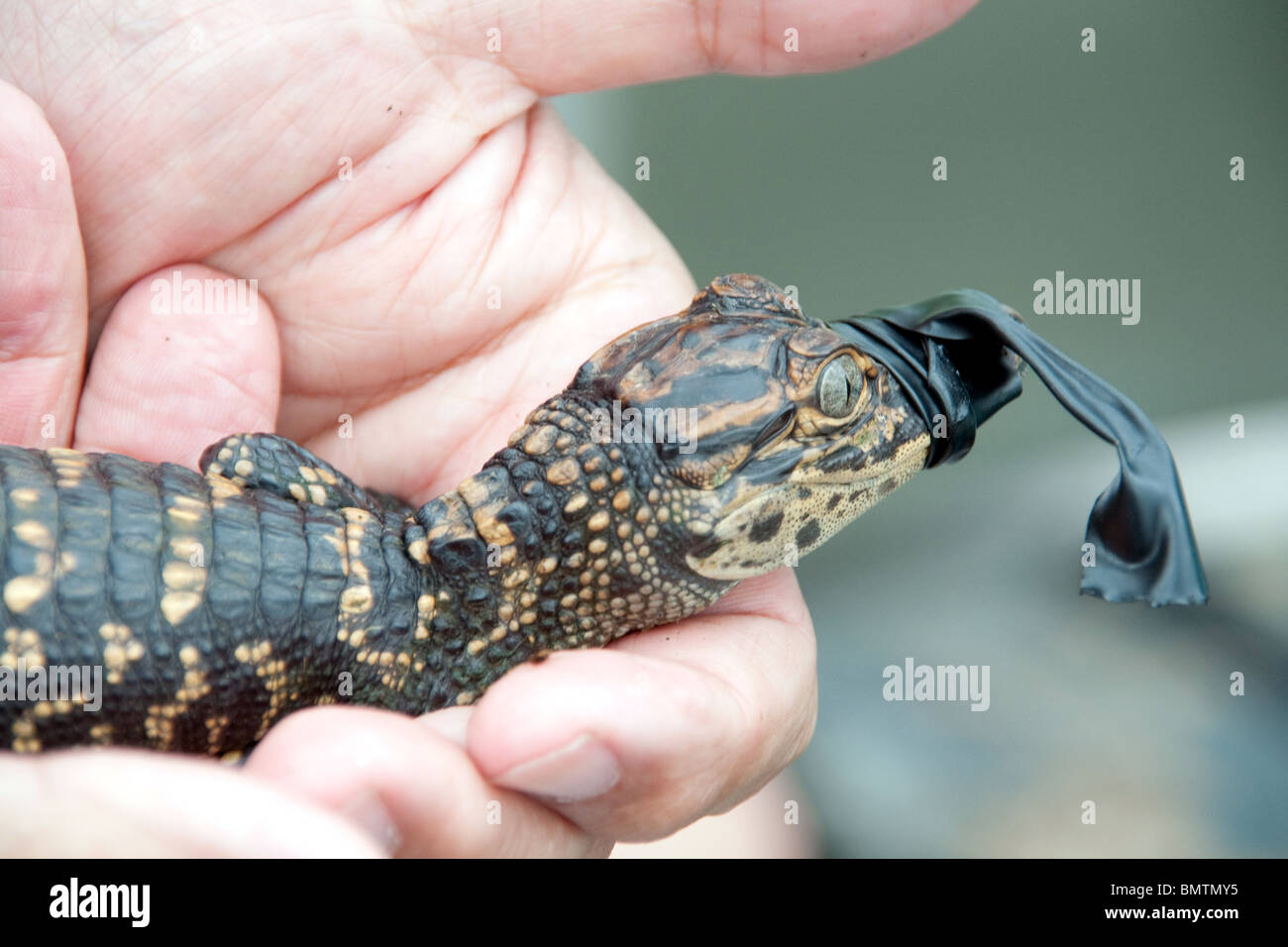 An animal handler holding a wild baby alligator in his hand Lake Martin