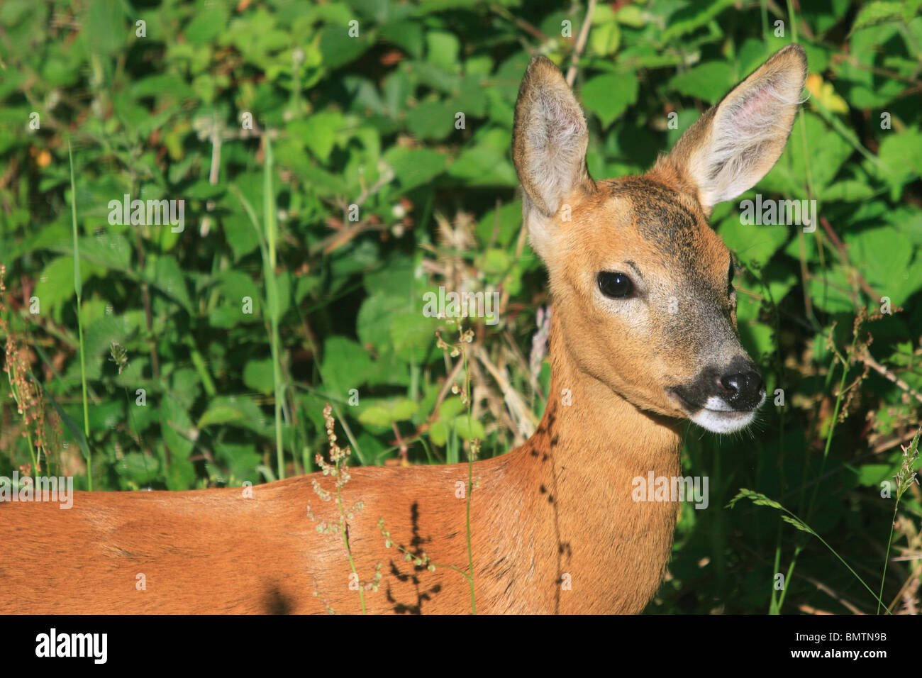 Deer markings hi-res stock photography and images - Alamy