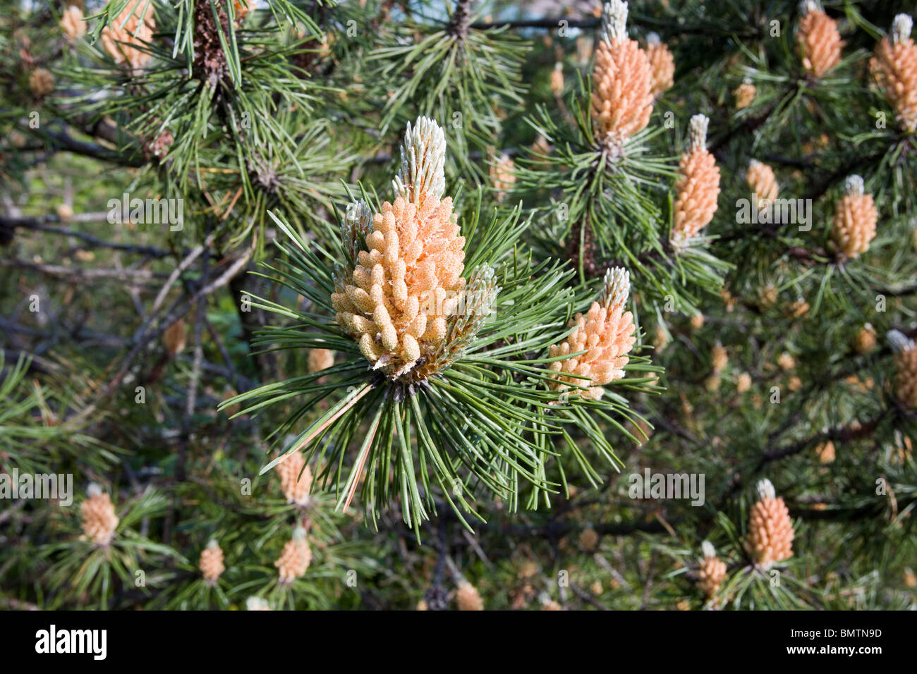Pinus mugo Stock Photo