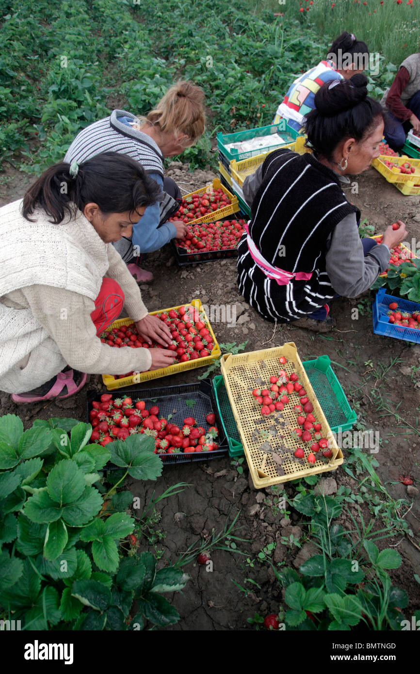 Picking fruit farm workers hires stock photography and images Alamy