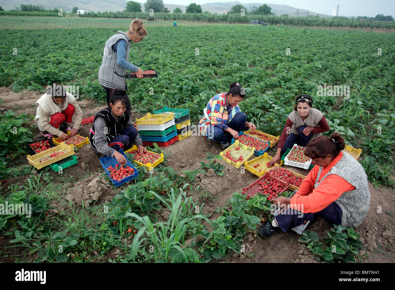 Female farm workers picking strawberries, Bulgaria, May 2010 Stock Photo