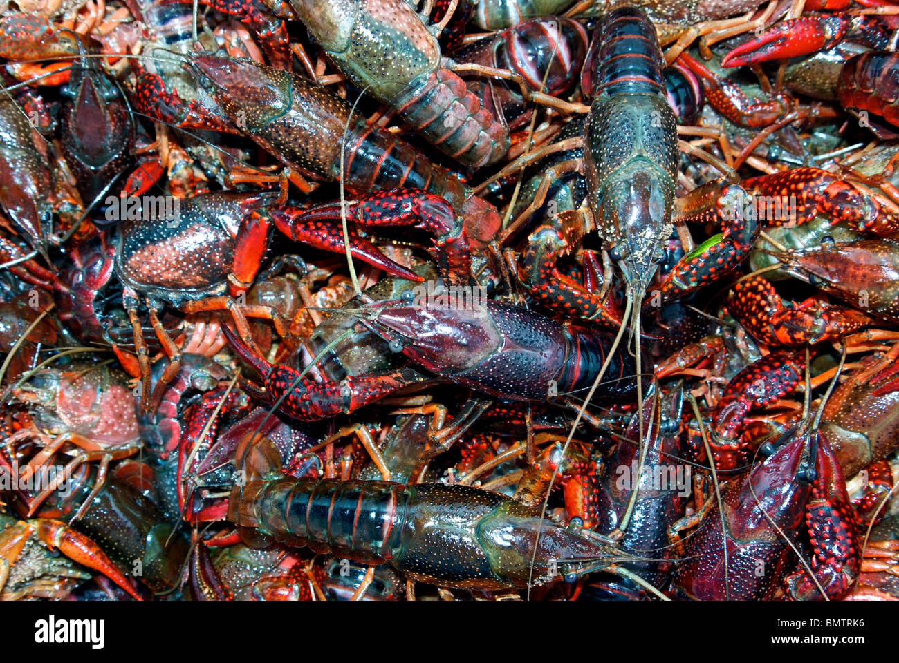 Big collection of live Louisiana crawfish (Cambaridae) ready for boiling Stock Photo