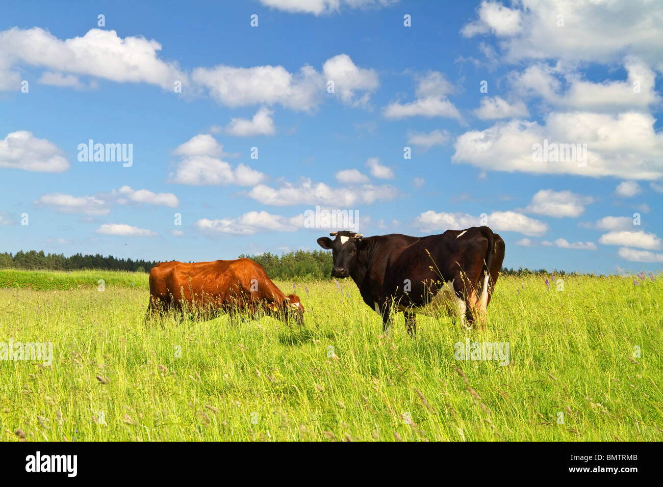 cows eats grass Stock Photo Alamy