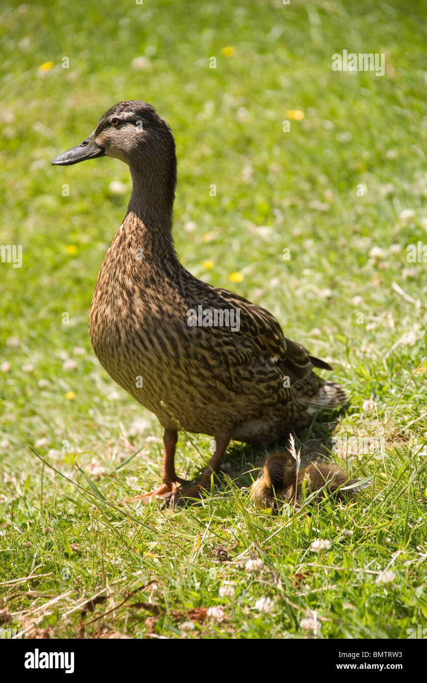 Female Mallard (Anas platyrhynchos) lookingout for her siblings as one takes a rest at her side Stock Photo