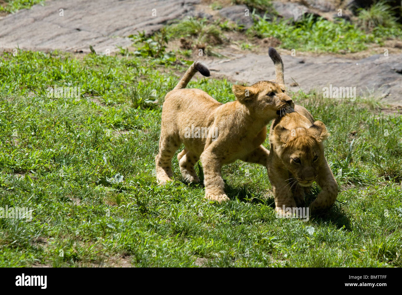 Lion cubs playing Stock Photo Alamy