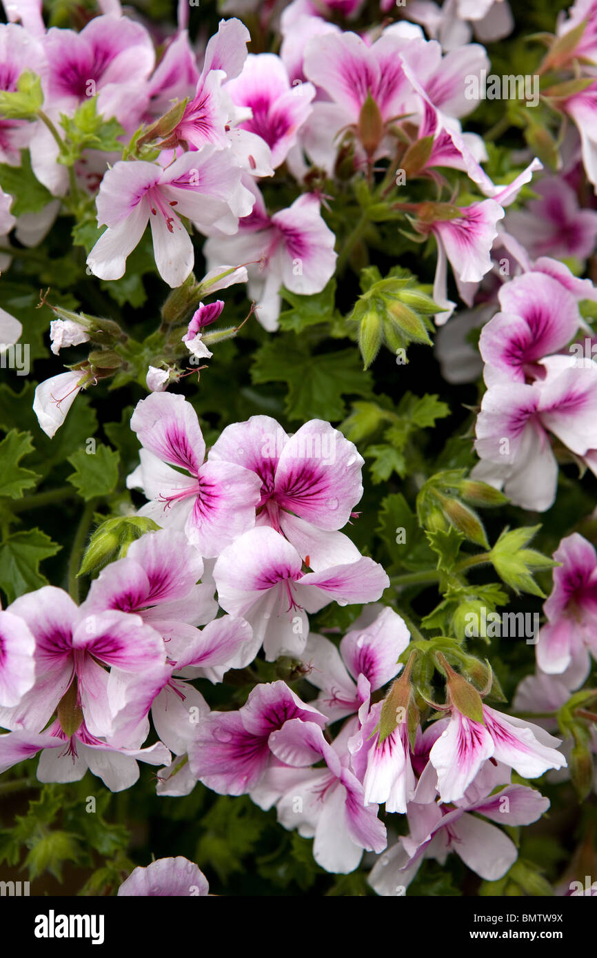 geranium, flowers, hobbies, gardening, green, nature, Stock Photo