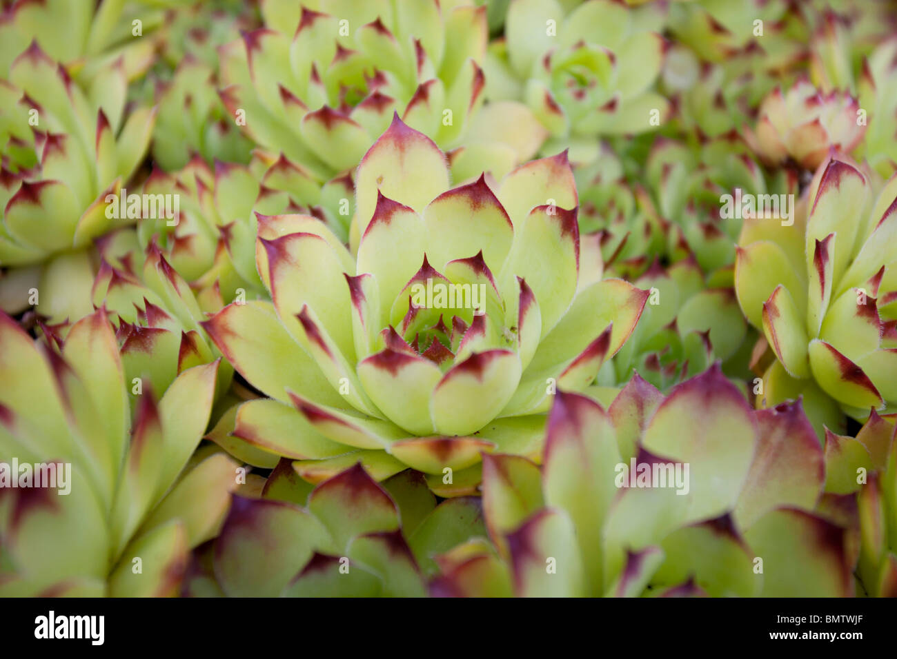 close up of succulents Stock Photo