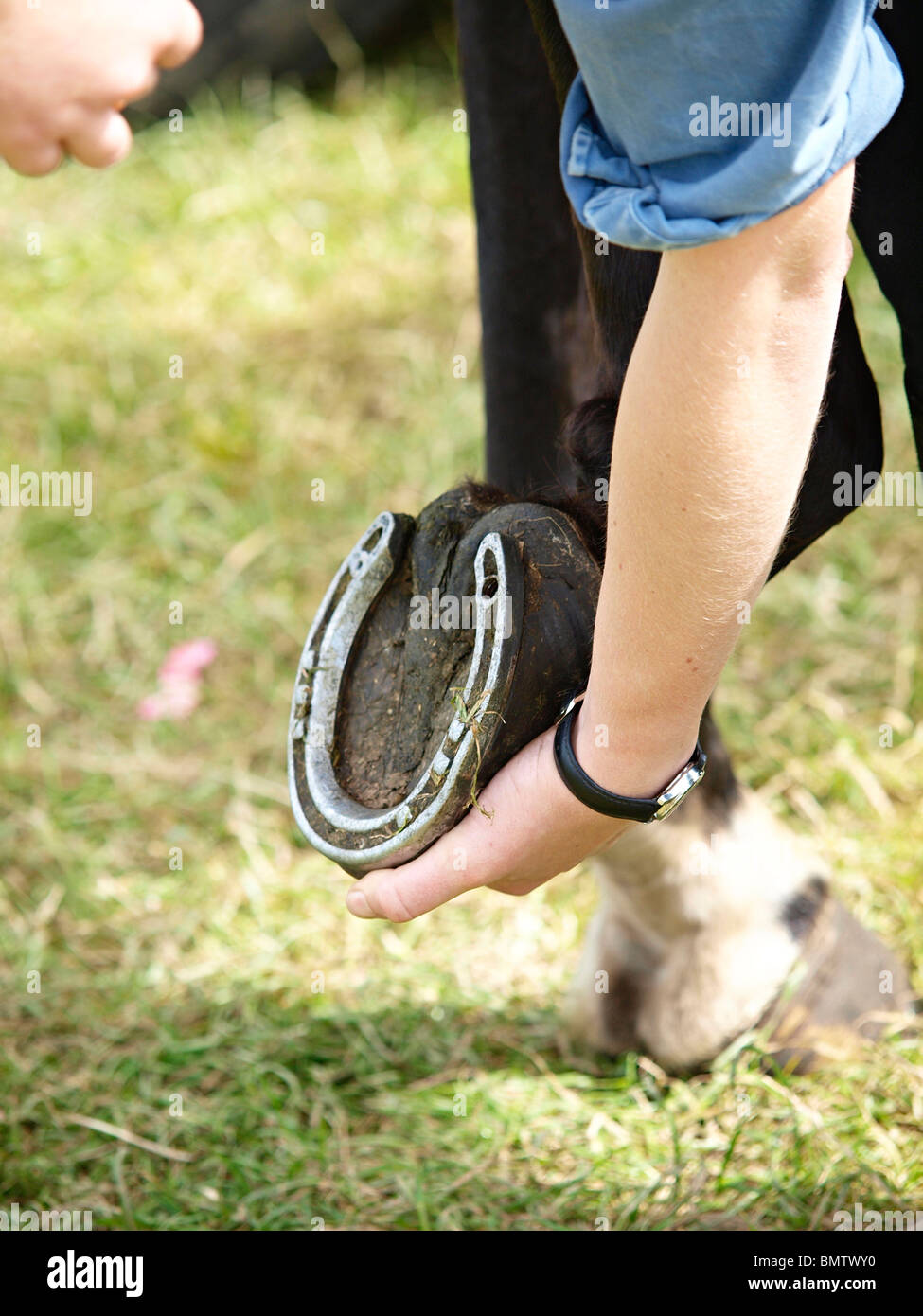 A woman lifting a horse foot to clean it Stock Photo Alamy