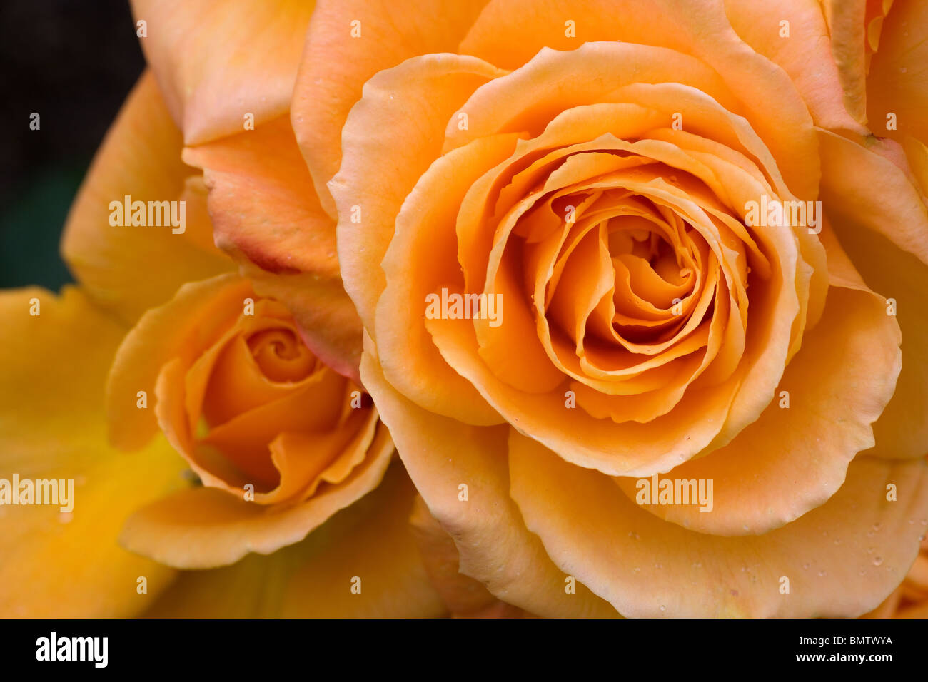 Roses, flowers, hobbies, gardening, green, nature Stock Photo
