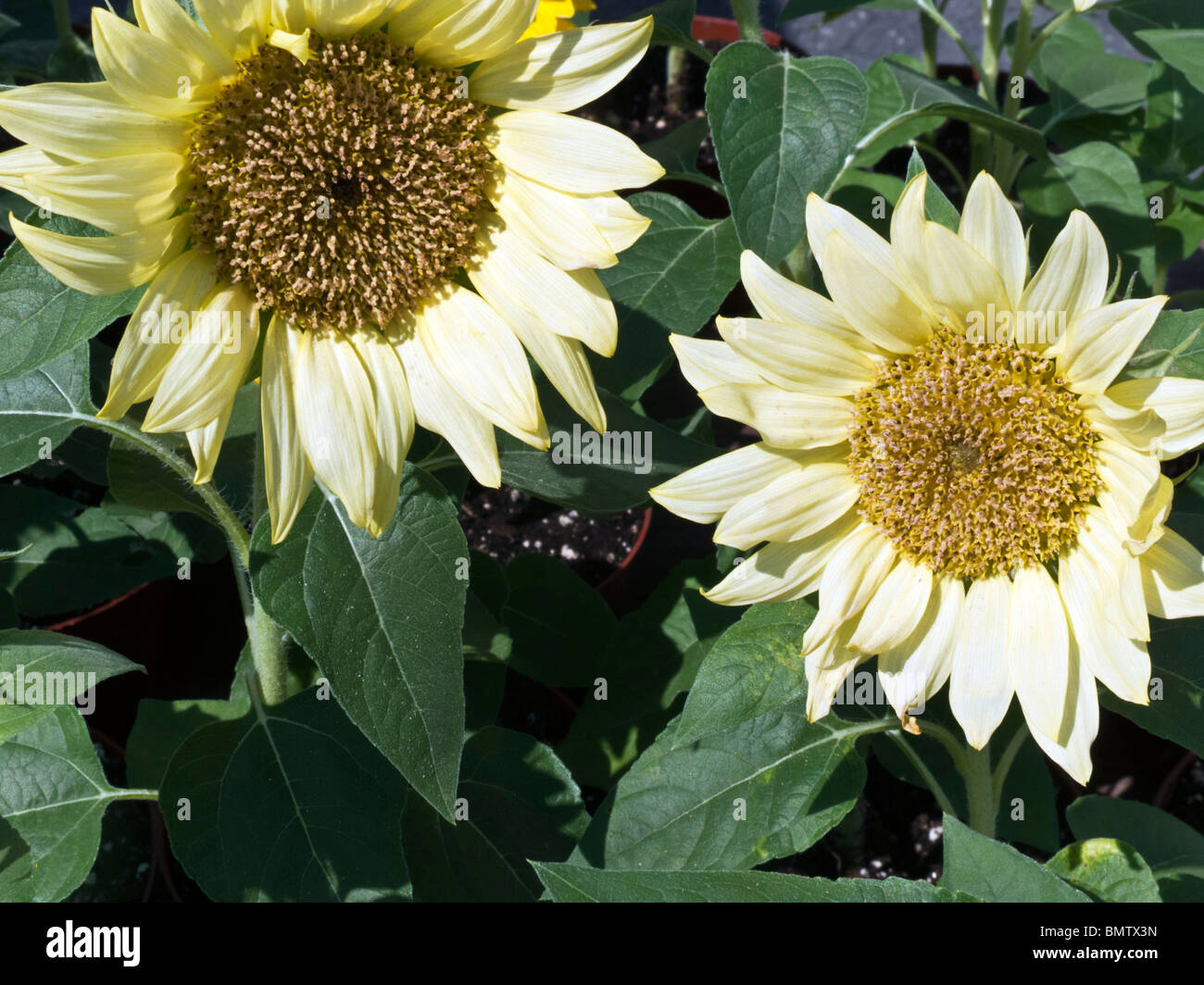 Sunflower with leaves hi-res stock photography and images - Alamy