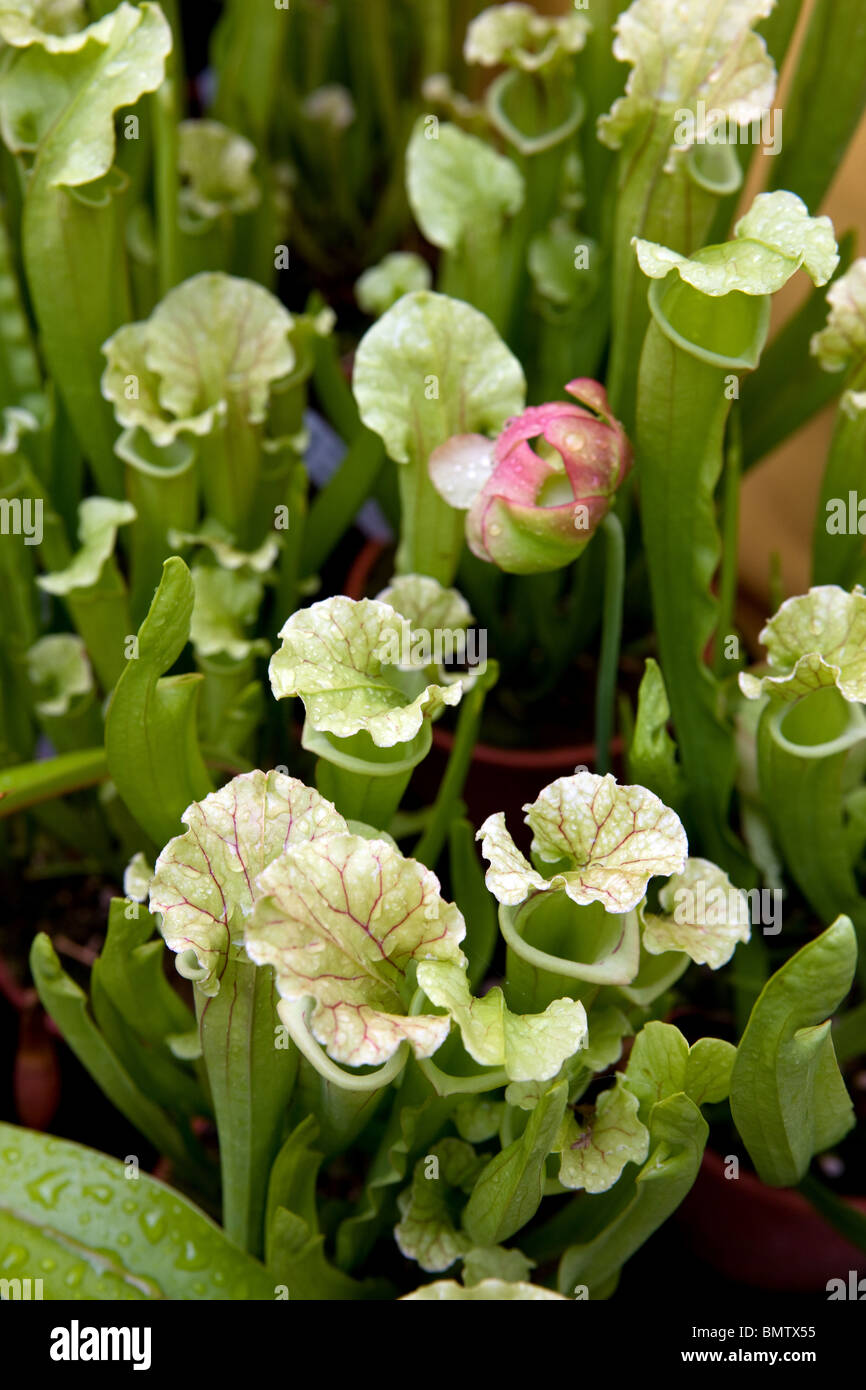 carnivorous plant, flowers, hobbies, gardening, green, nature, Stock Photo