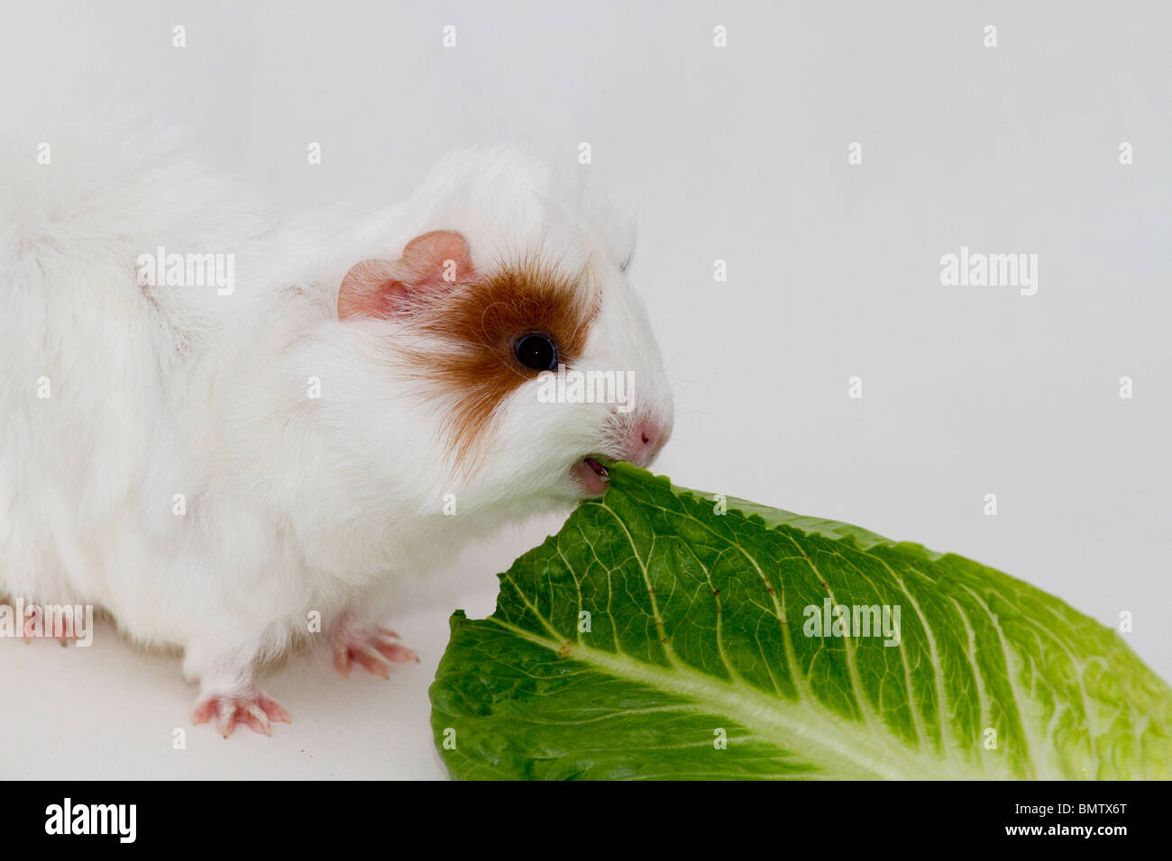 Peruvian guinea pig Stock Photo
