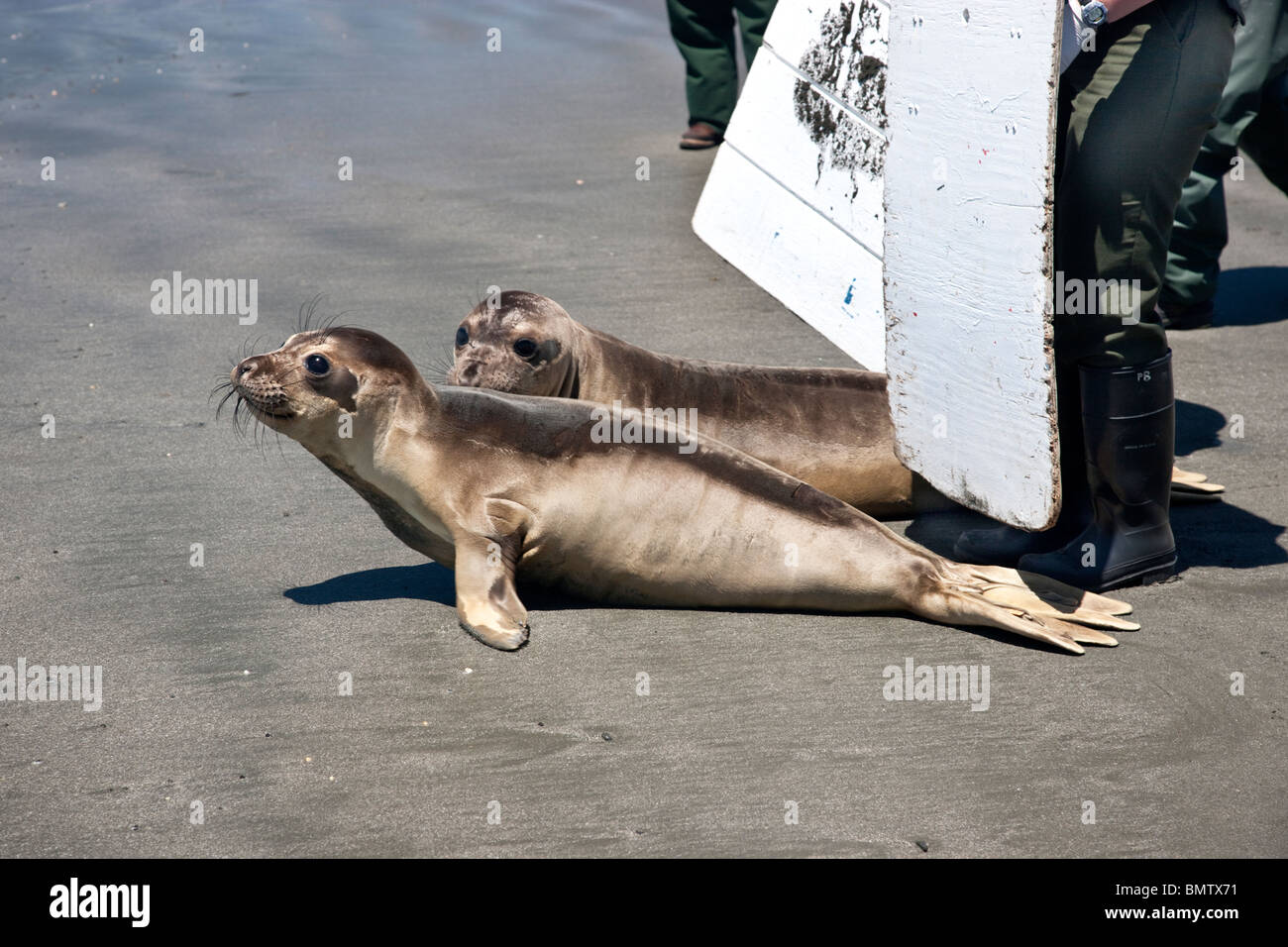 Volunteers directing released (rescued & rehabilitated) weaner  male Elephant Seals. Stock Photo