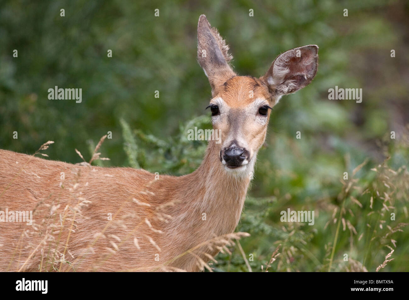 Whitetail deer doe grazing Stock Photo