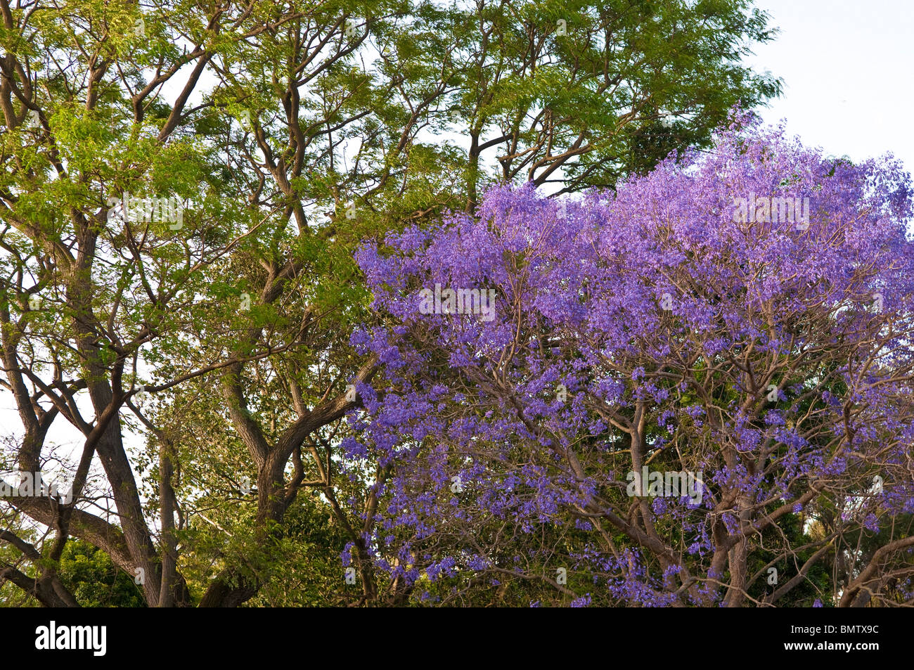 Jacaranda trees in Princess St. Park, Fairfield, Queensland, Australia Stock Photo