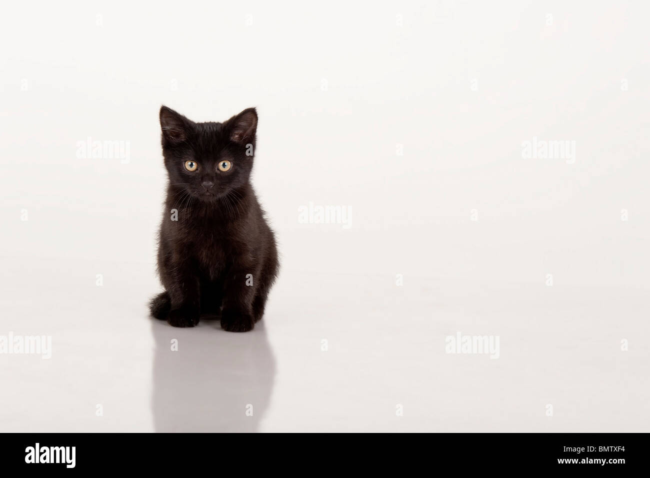 adorable black kitten against white background Stock Photo Alamy