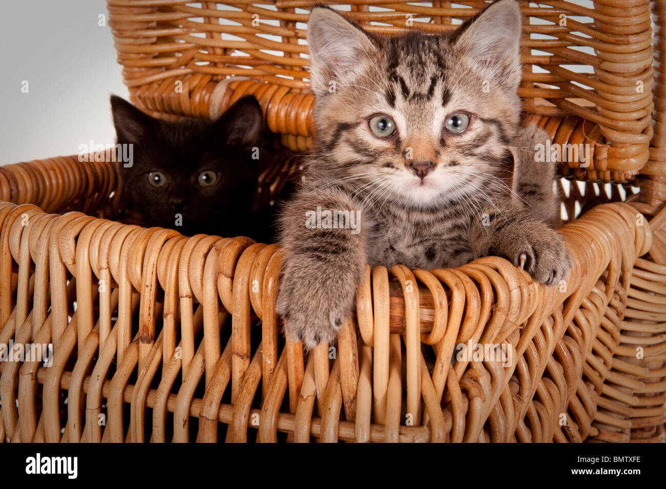 two curious black and gray kittens popping peeking out of a picnic