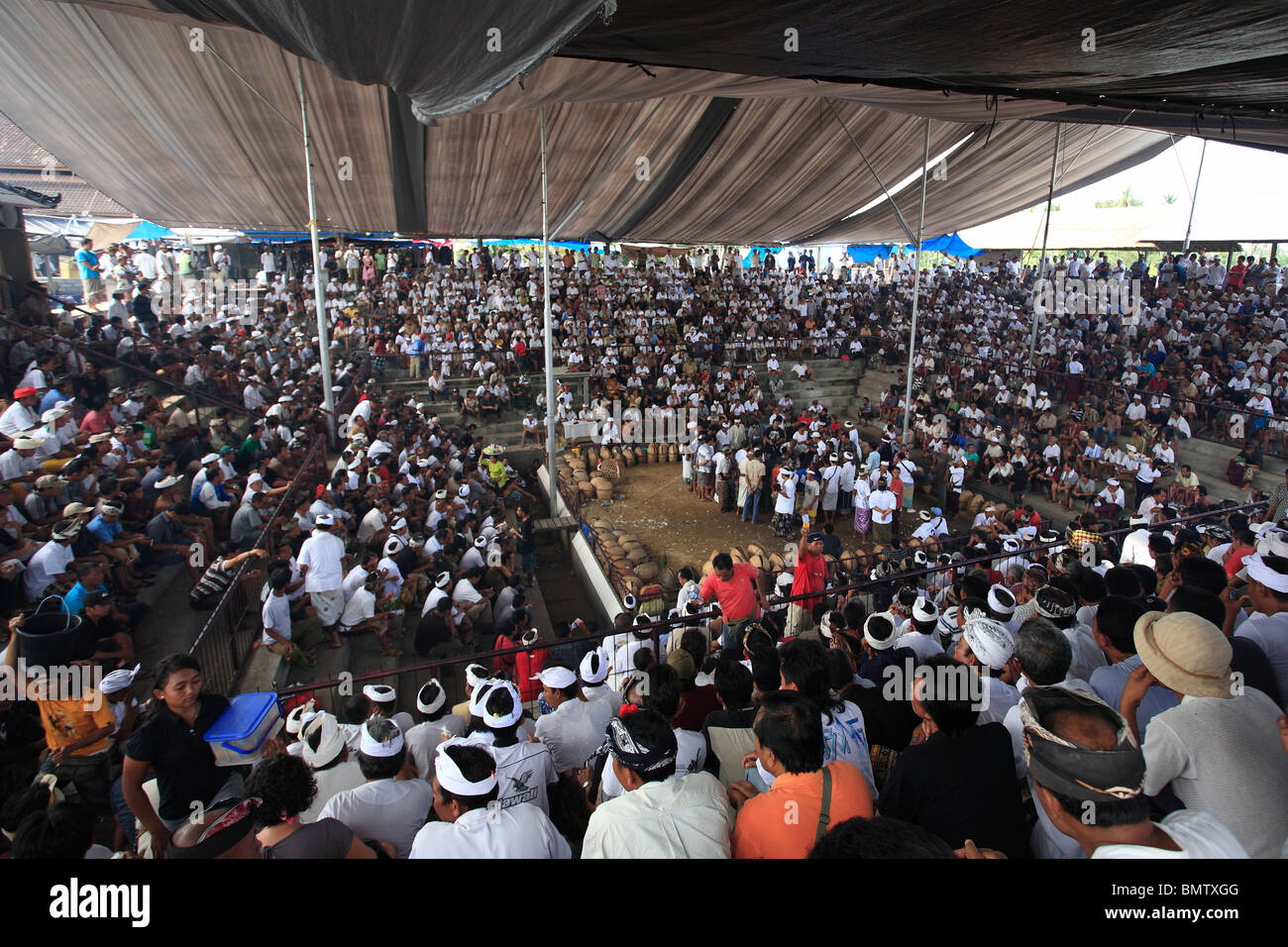 Large crowd of men at a cockfighting arena, known as a 'wantilan', Bali. Cockfighting is an important part of Balinese culture Stock Photo - Alamy