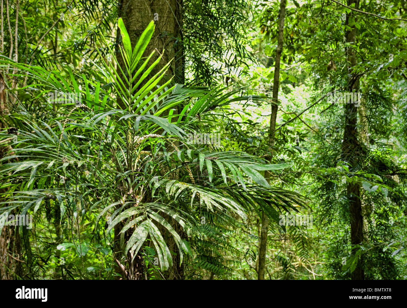 plants and trees in the beautiful world heritage rain forest Stock ...