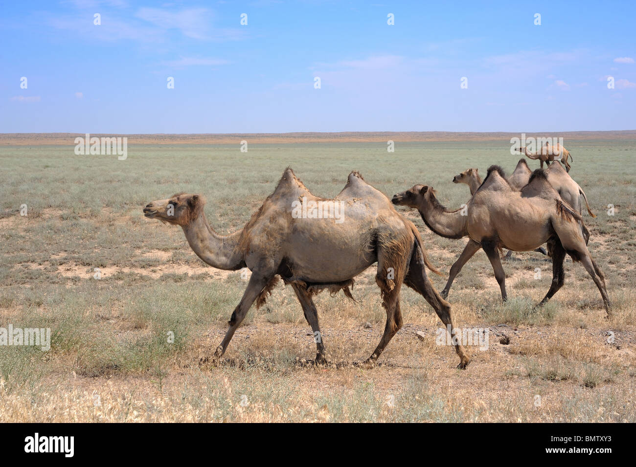 Moulting Bactrian camels in Asian desert Stock Photo