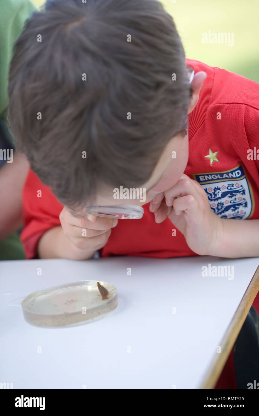 Pond Dipping. Child identifying Water Beetle larvae, Dytiscus marginalis, using a magnifying glass. Stock Photo
