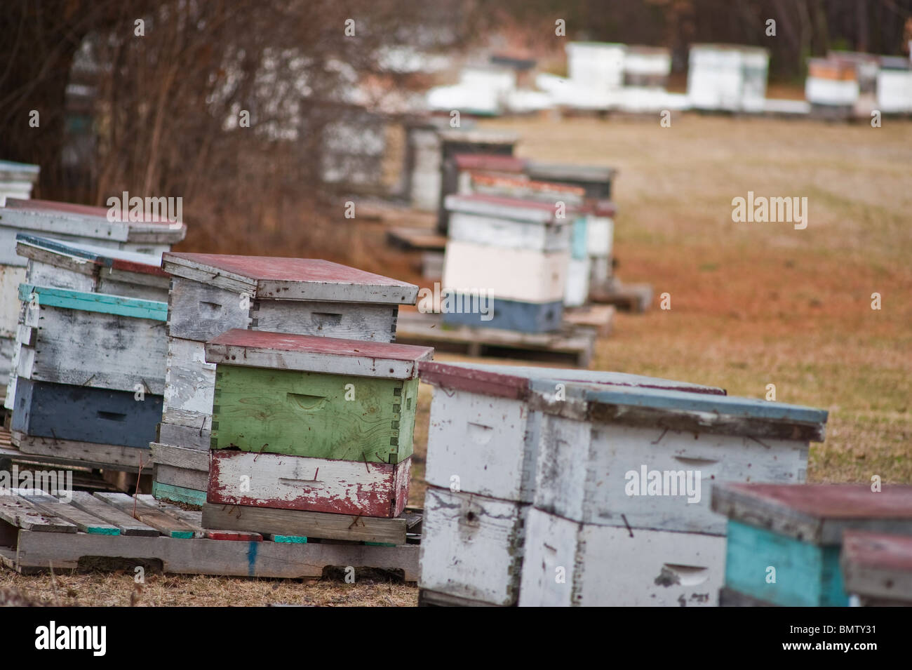 Bee keeper's hives, Manistee county, Michigan Stock Photo