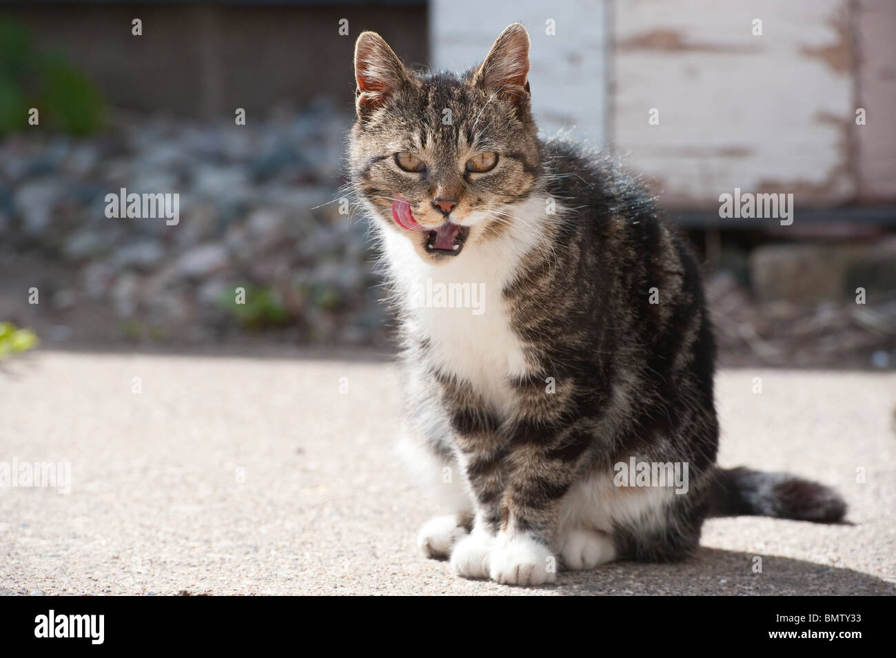 Cat licking her chops, Michigan, USA Stock Photo Alamy