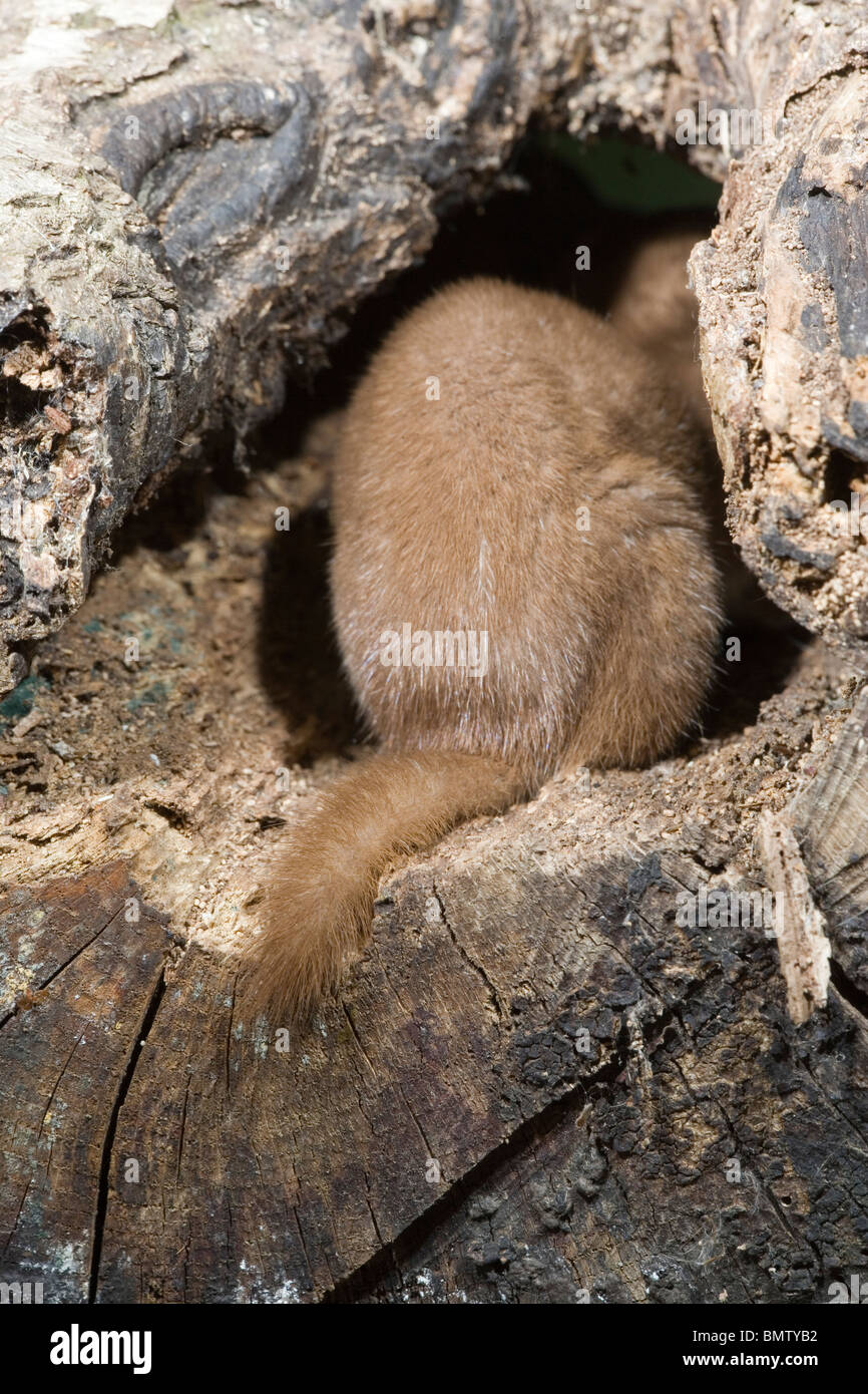 Weasel (Mustela nivalis). Rear end showing tail. Stock Photo