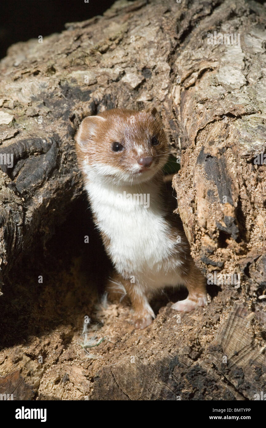 Weasel (Mustela nivalis). Sudden appearance. Adult appearing from hole beneath base of a tree trunk bowl. Stock Photo