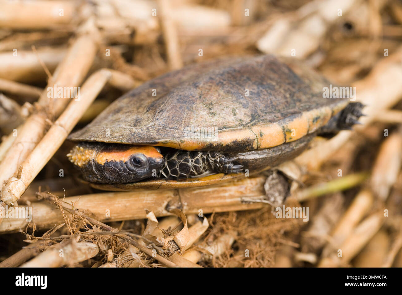 Twistneck Turtle or Flatheaded Turtle (Platemys platycephala Stock