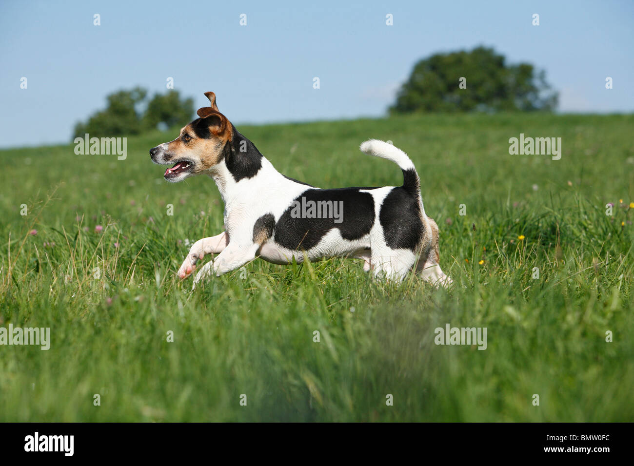 Jack Russell Terrier (Canis lupus f. familiaris), running through a meadow, Germany Stock Photo