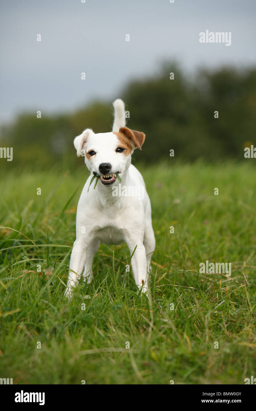 Jack Russell Terrier (Canis lupus f. familiaris), standing in a meadow chewing grass, Germany Stock Photo