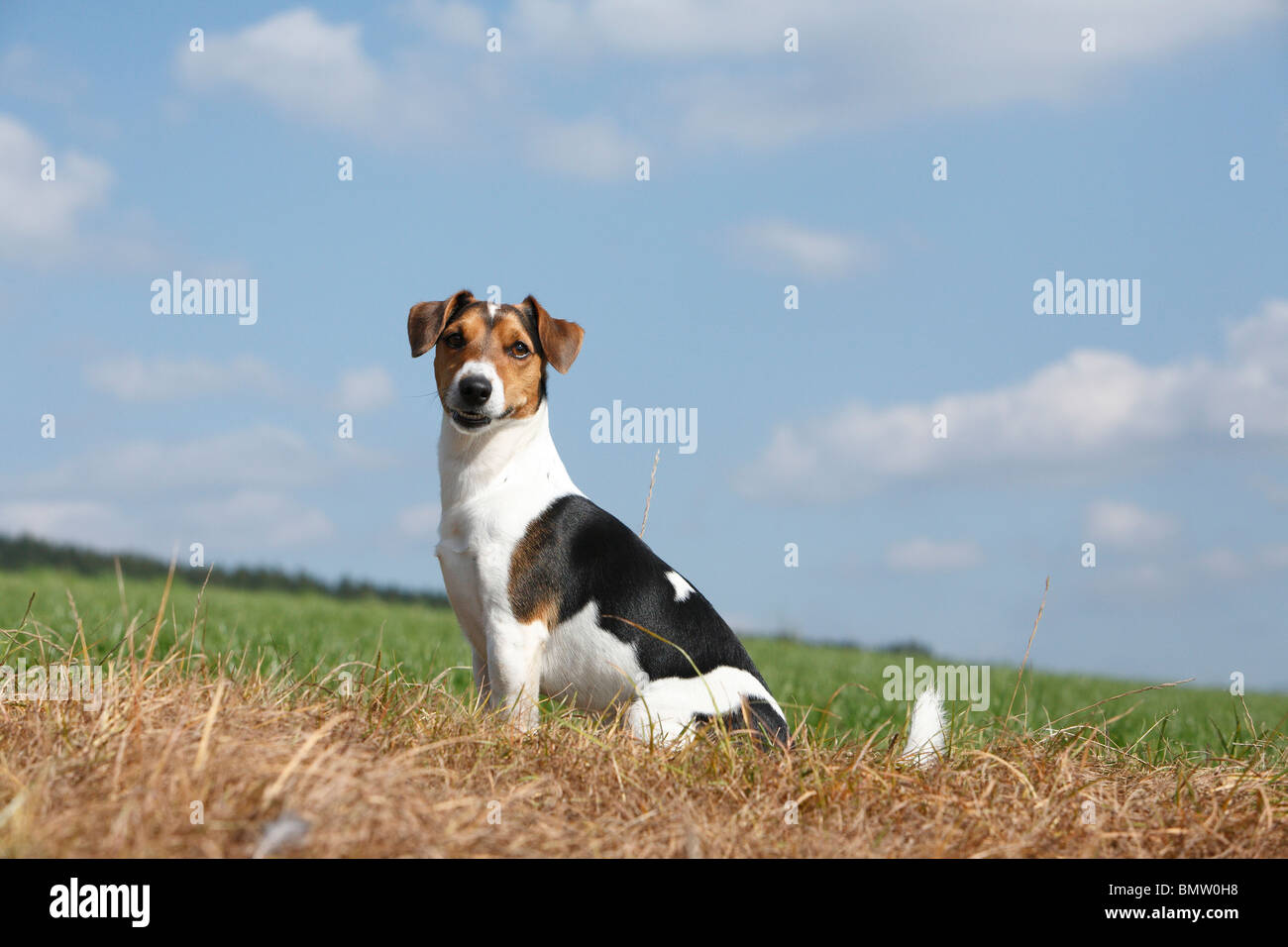 Jack Russell Terrier (Canis lupus f. familiaris), sitting in a meadow looking attentive, Germany Stock Photo