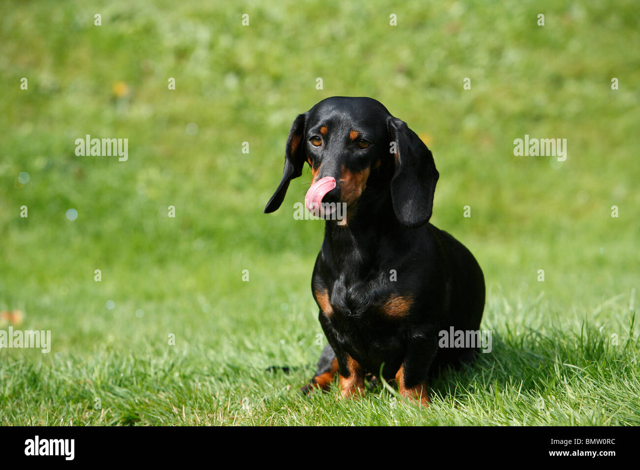 Short Haired Dachshund Short Haired Sausage Dog Domestic Dog