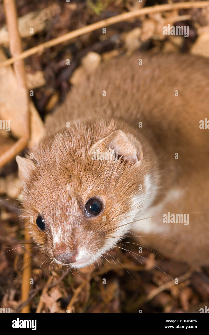 Weasel (Mustela nivalis). Fast living, awake, alert, ready to go. Stock Photo